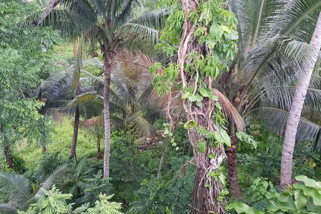 Hill Bottom Accommodation Suva Exterior photo